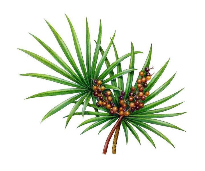 Predstonorm kapsüllerinde palmetto özü gördüm